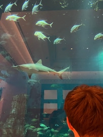 The aquarium