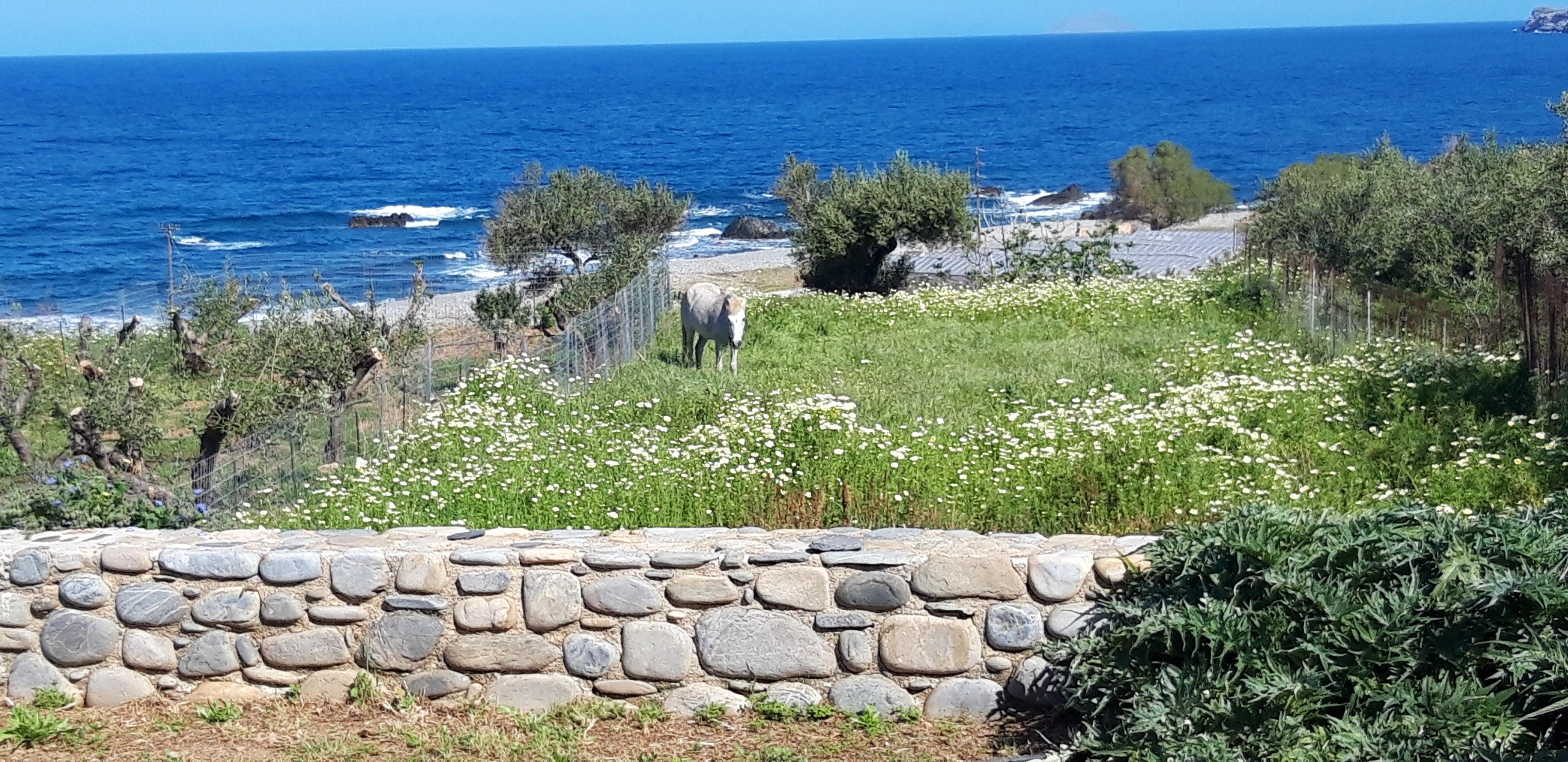 Blick vom Grundstück aufs Meer
