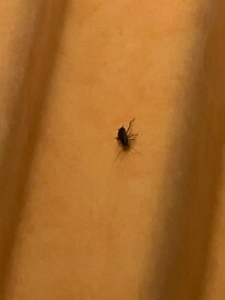 Unwanted additional guest