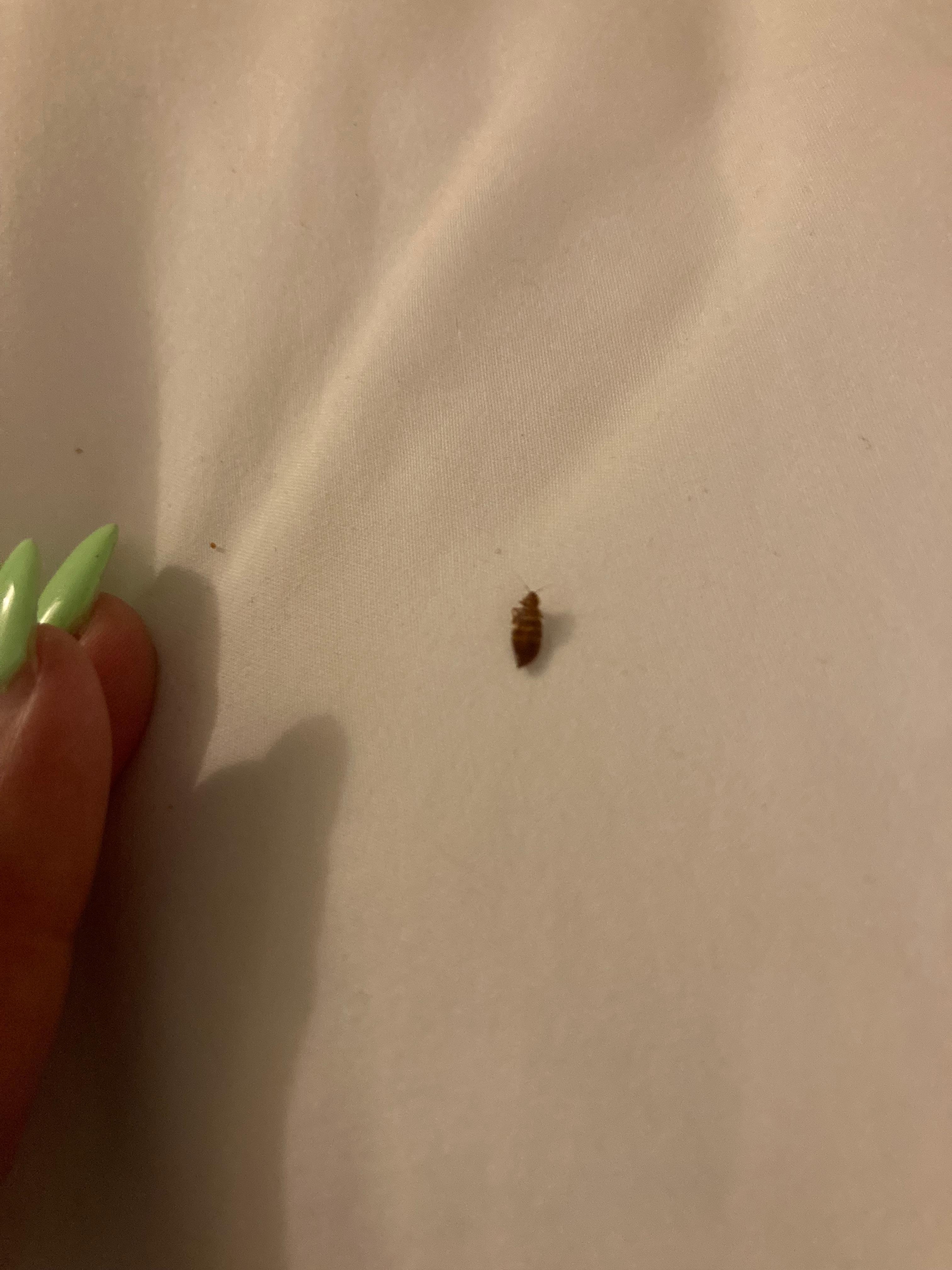 Bed bug