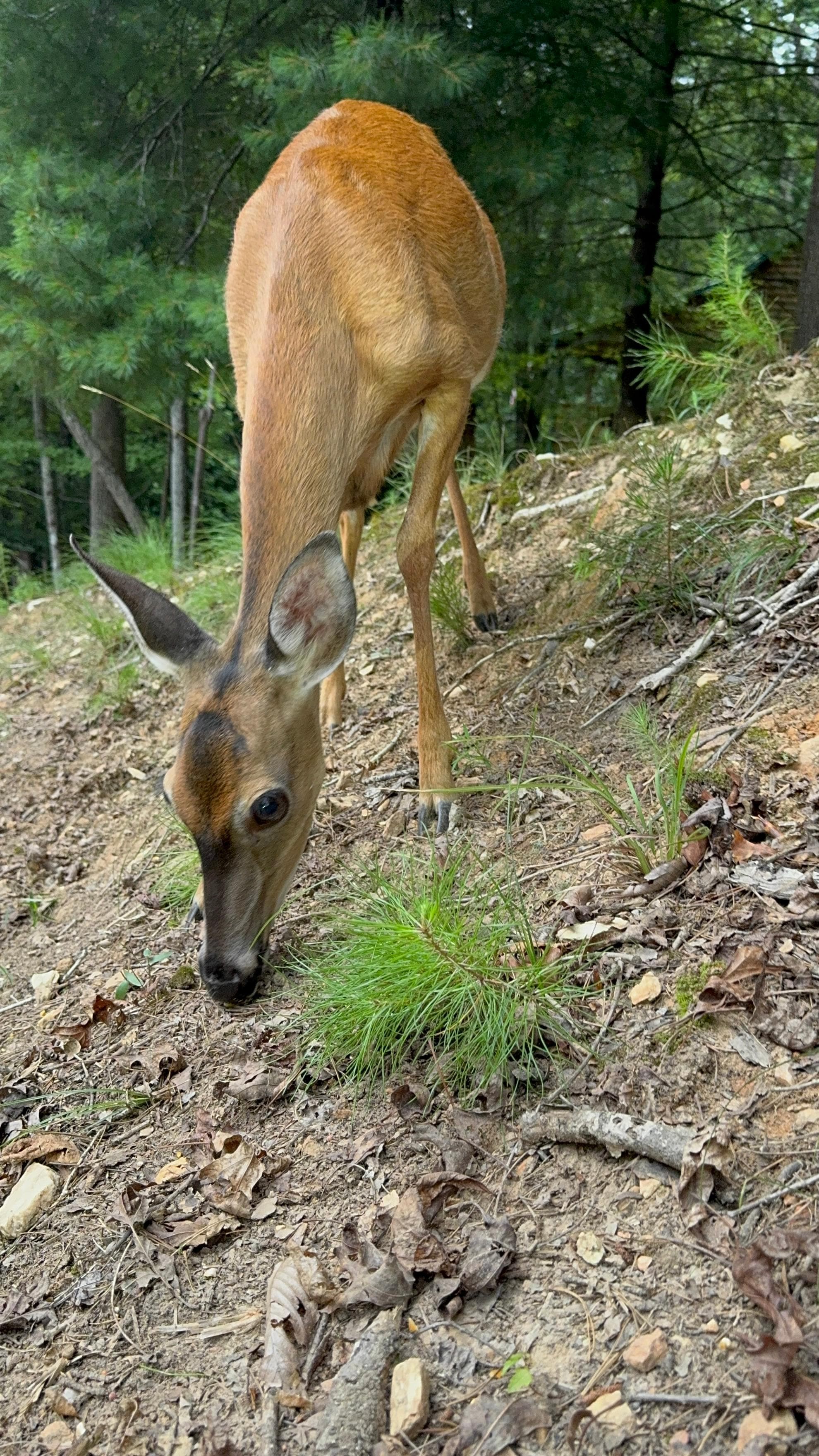 Deer everywhere-hosts provided deer feed