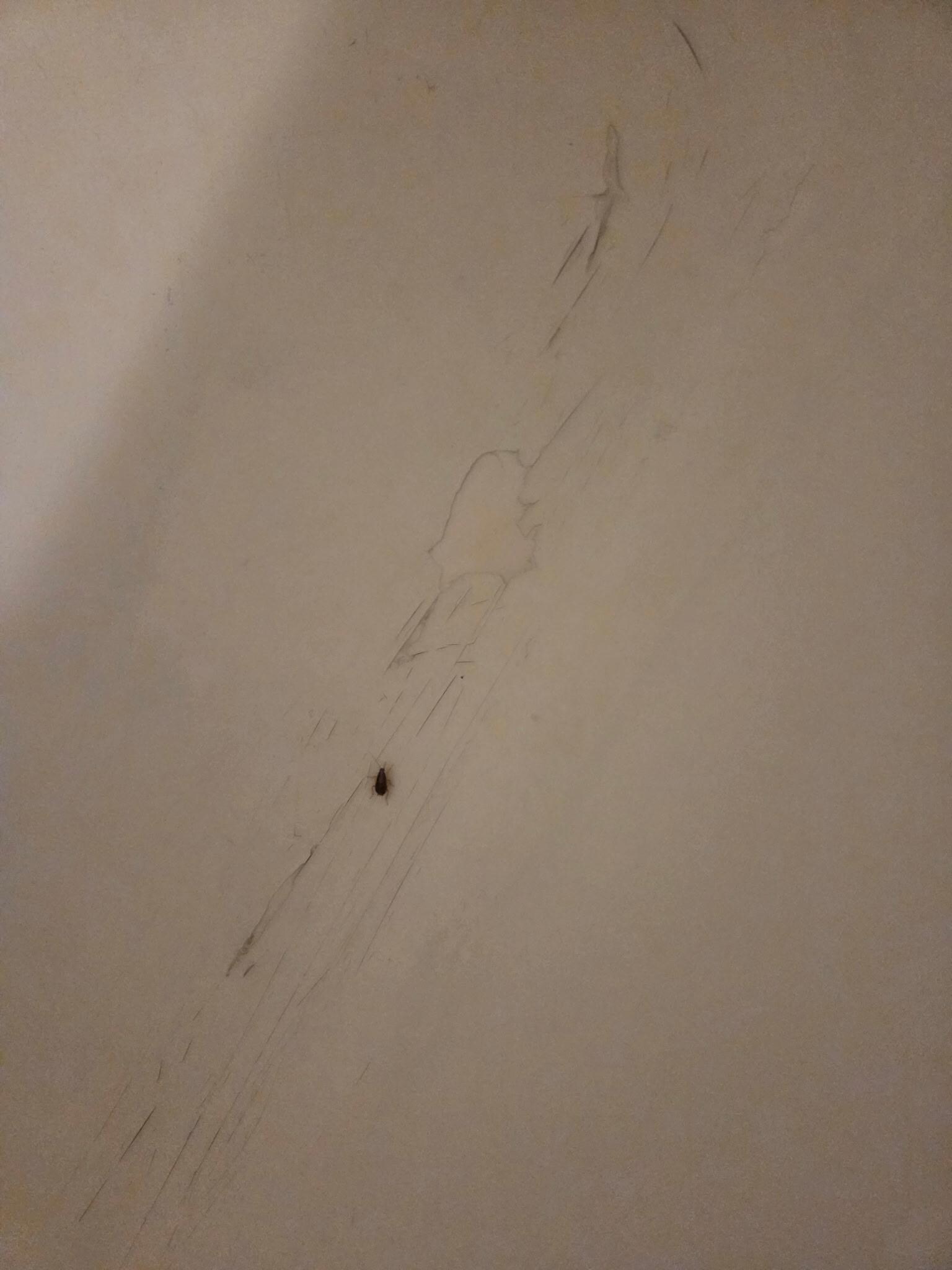 Roaches on wall