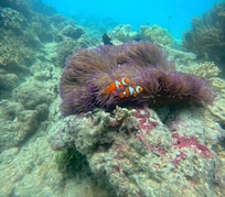 Snorkeling w Reef Adventures