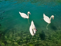 Enjoy the swans