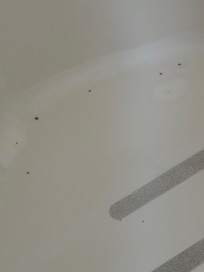 Bugs in shower