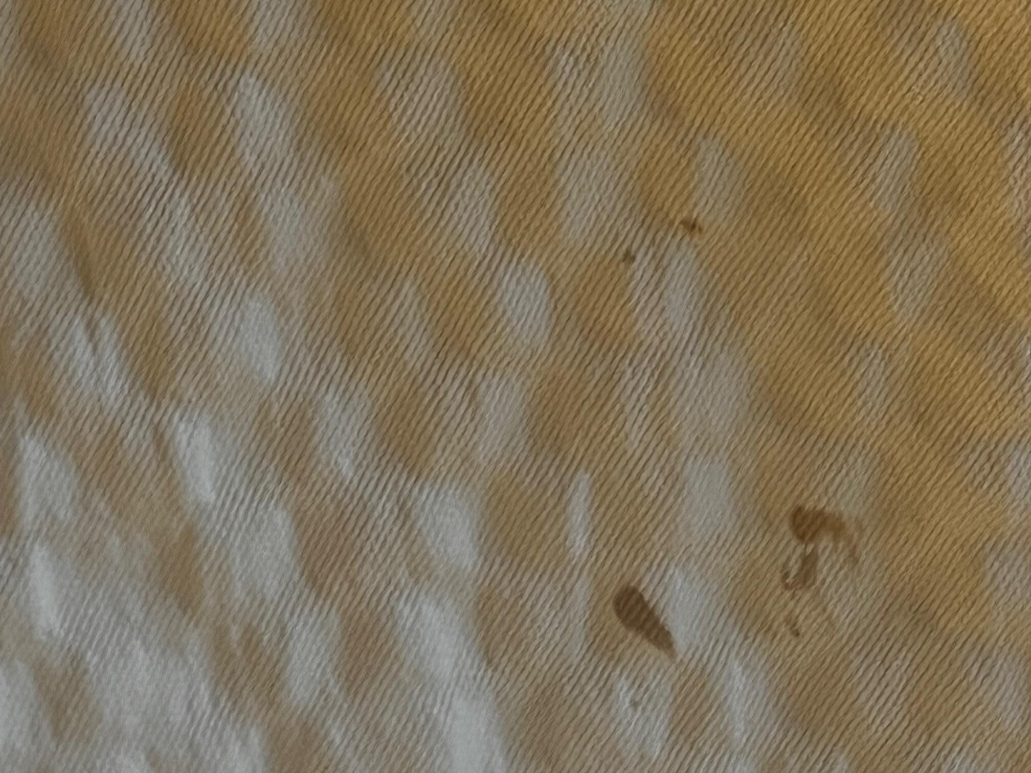 Dried Blood on Comforter
