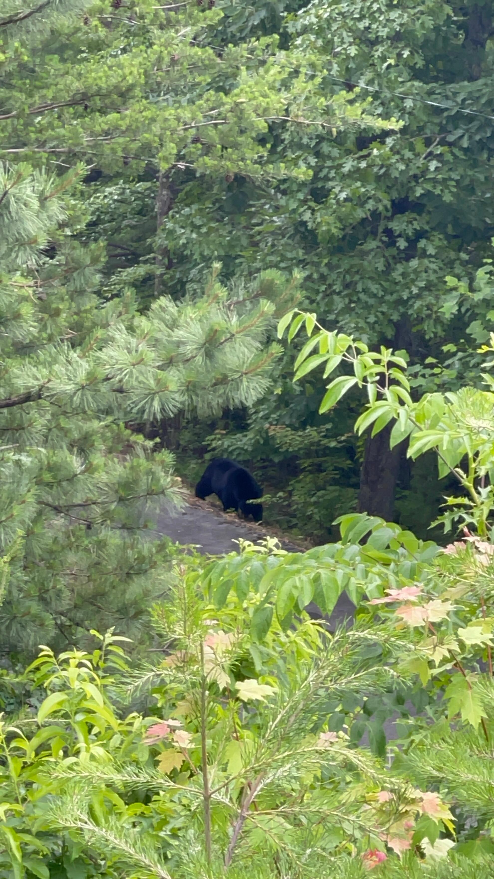 View of the visitor from the top patio.