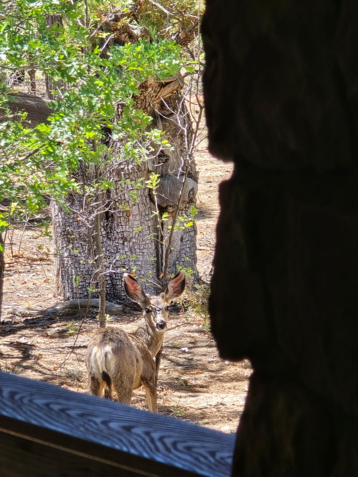 Three deer wandered just below the deck one afternoon.  