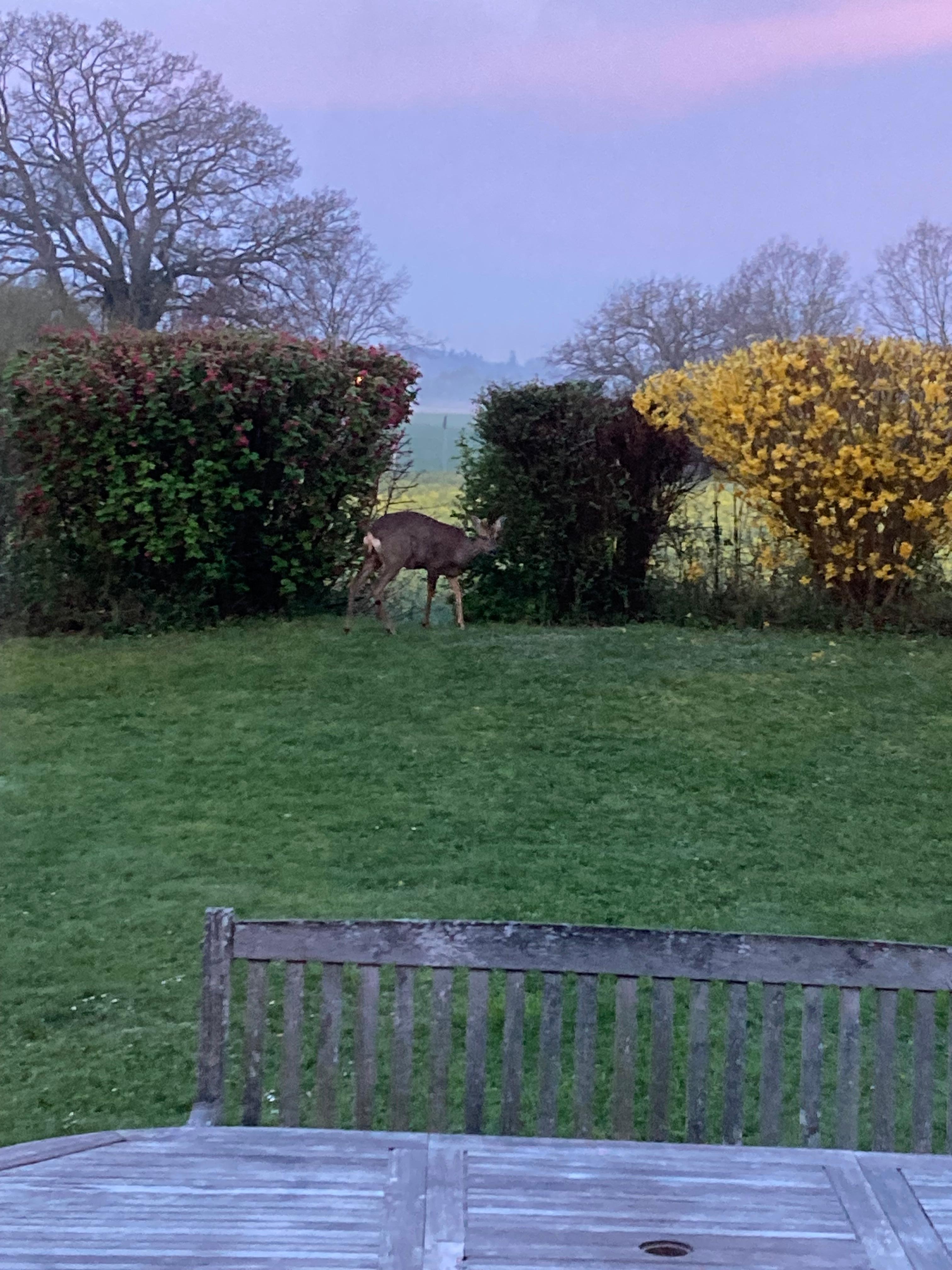 Reh im Garten