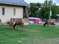 Elk sighting!!!