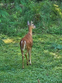 Doe from the back deck