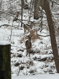 We even saw 6 deer!!