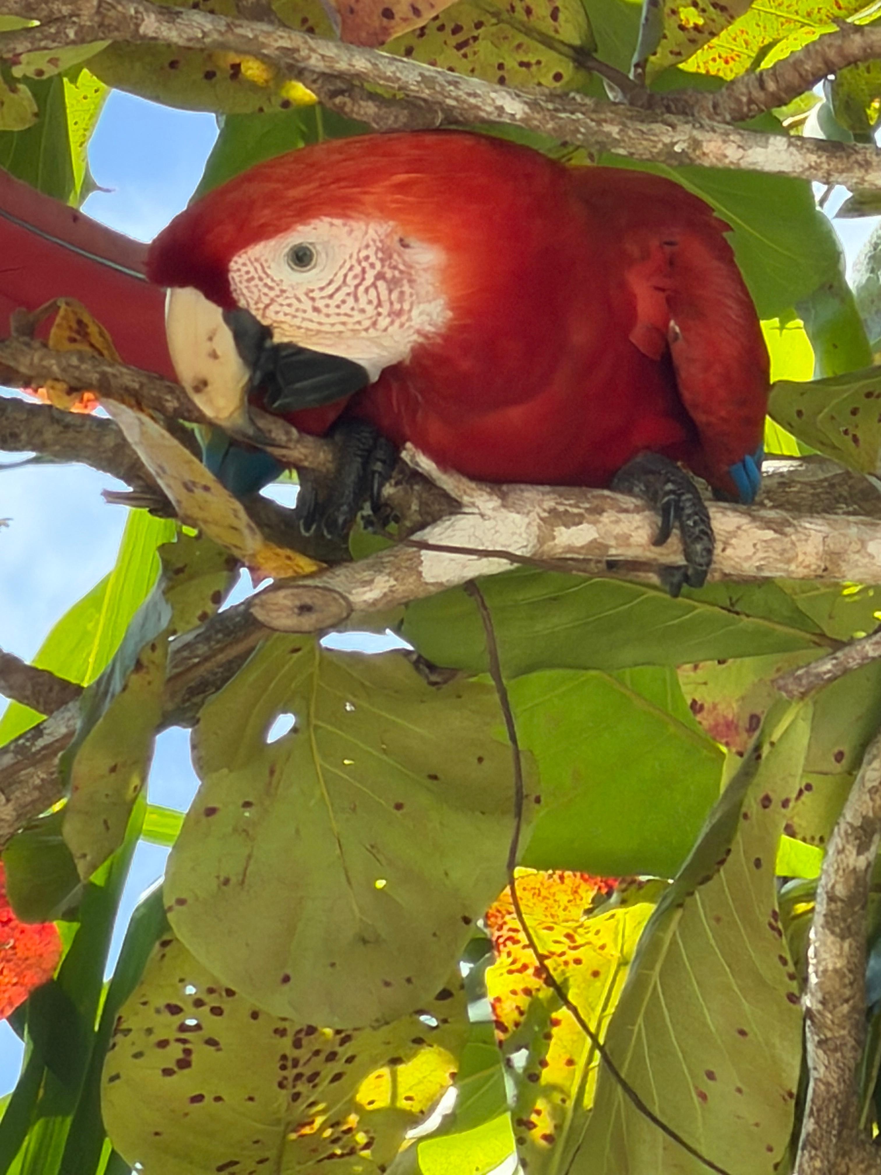 Macaw in our tree!
