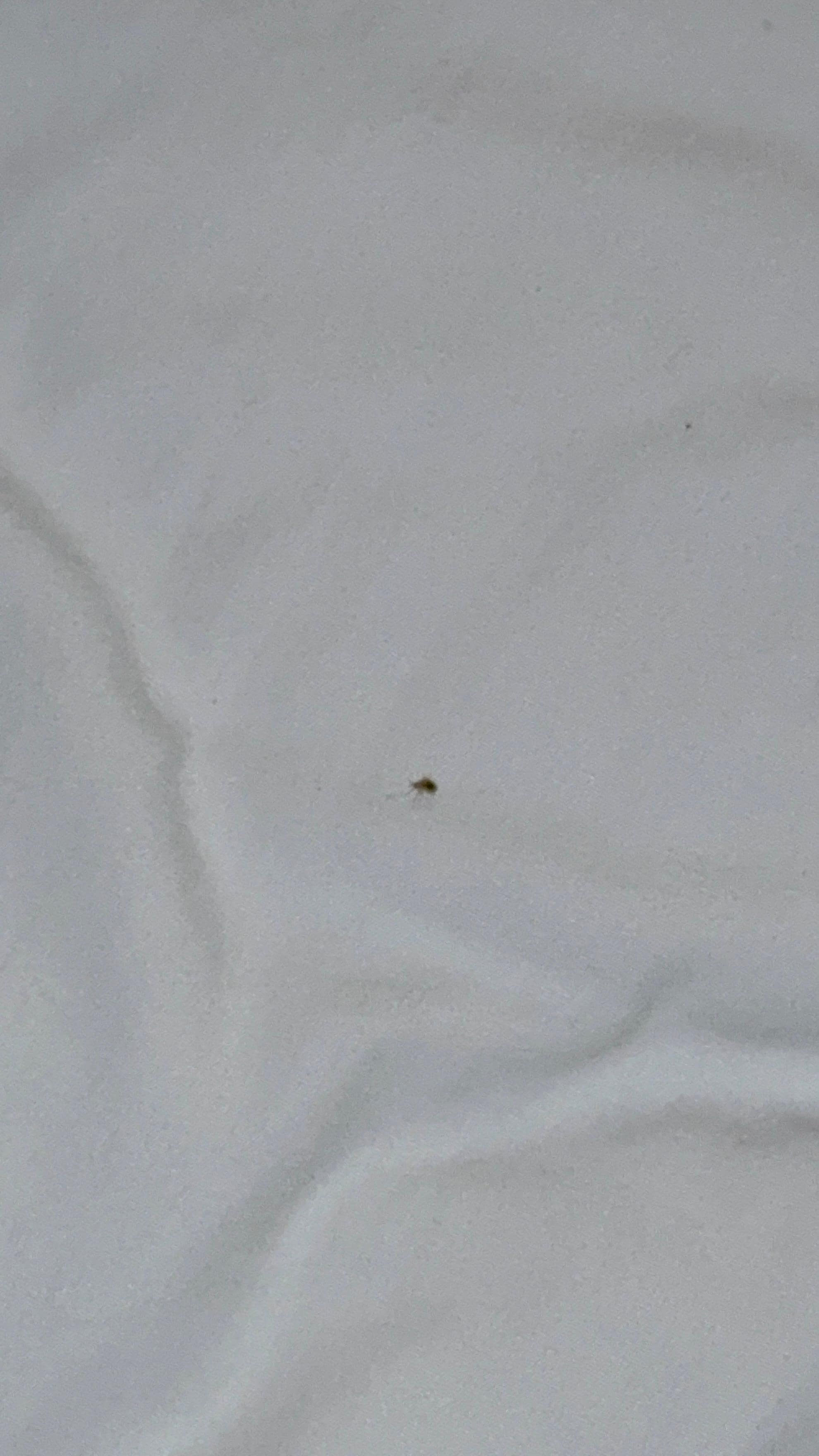 Bedbugs, we also have video