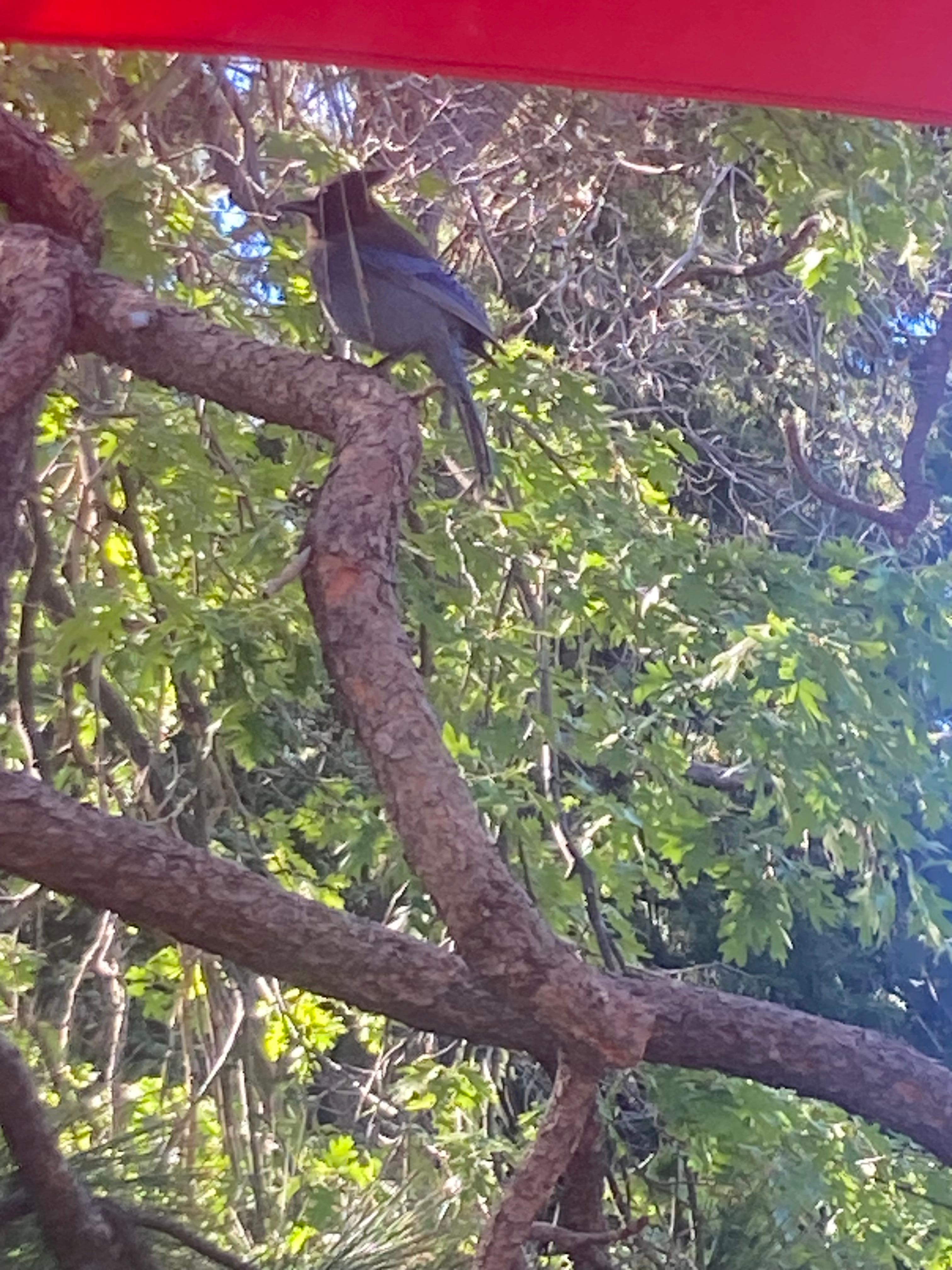 Stellar Jays visit