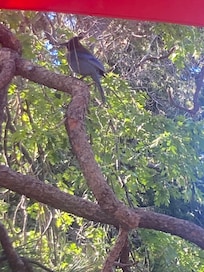 Stellar Jays visit