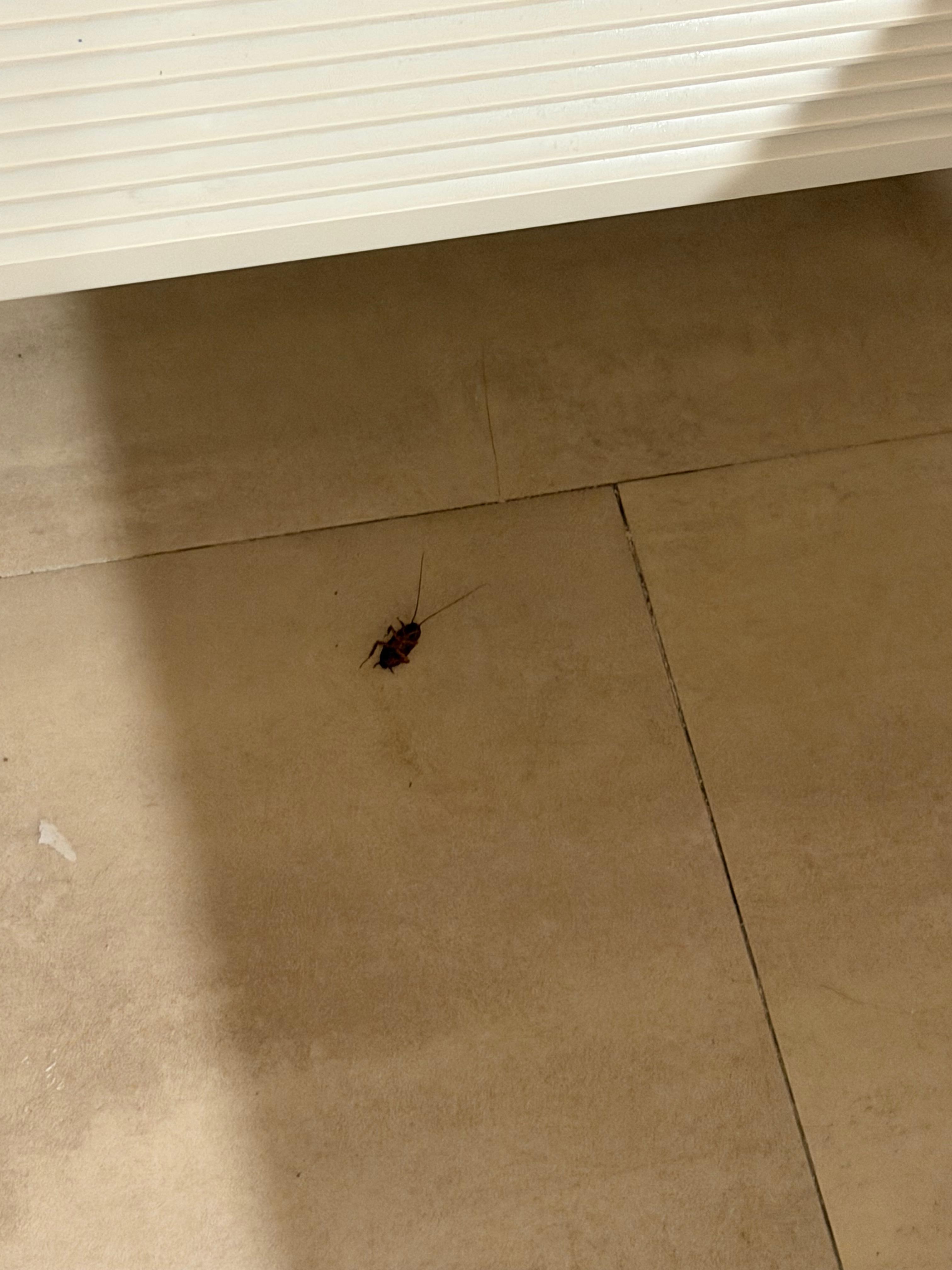 Cucaracha en la habitación 