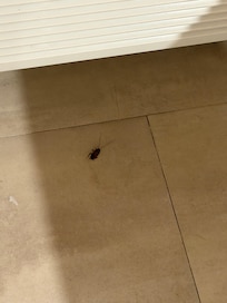 Cucaracha en la habitación