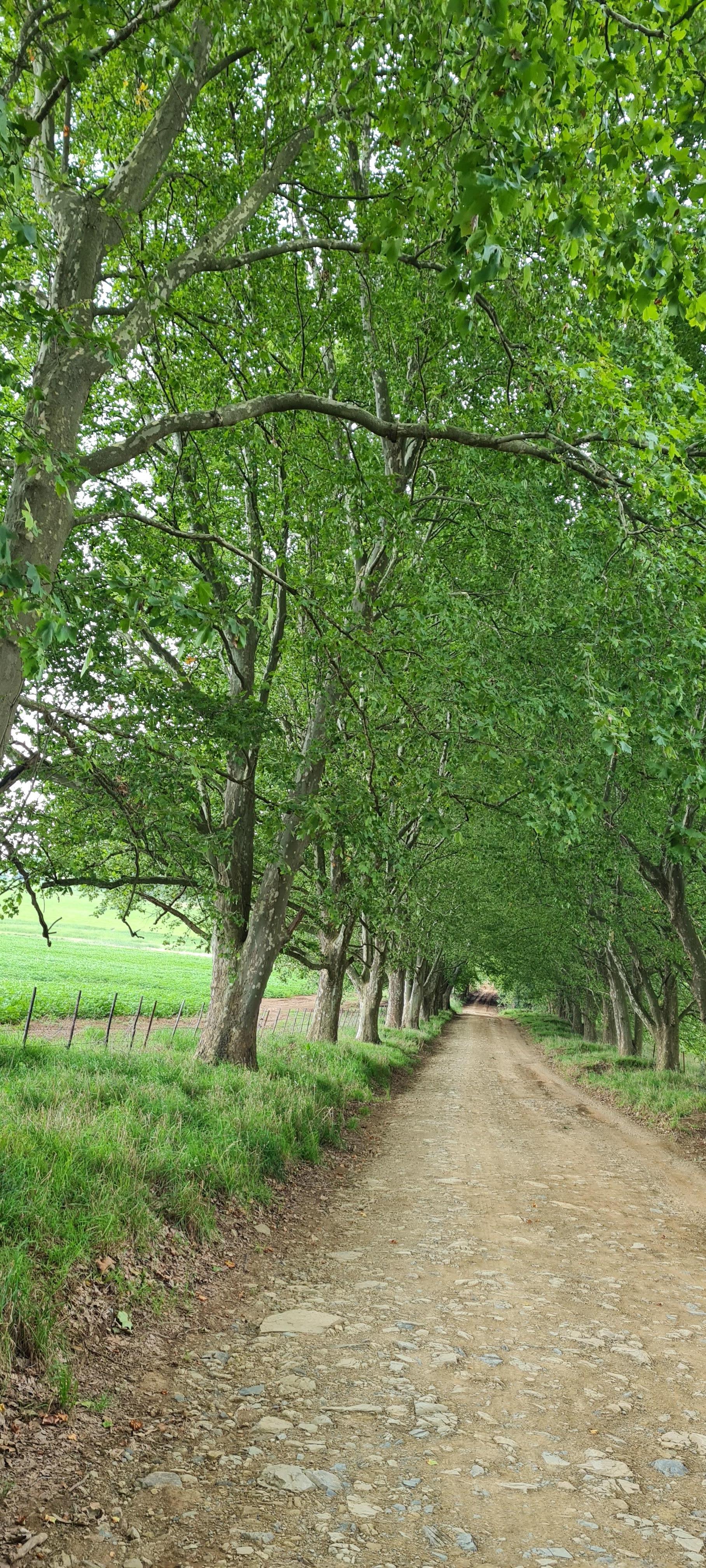 Road to whispering waters 