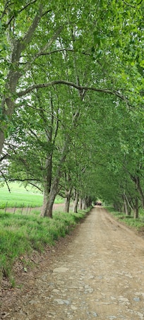 Road to whispering waters