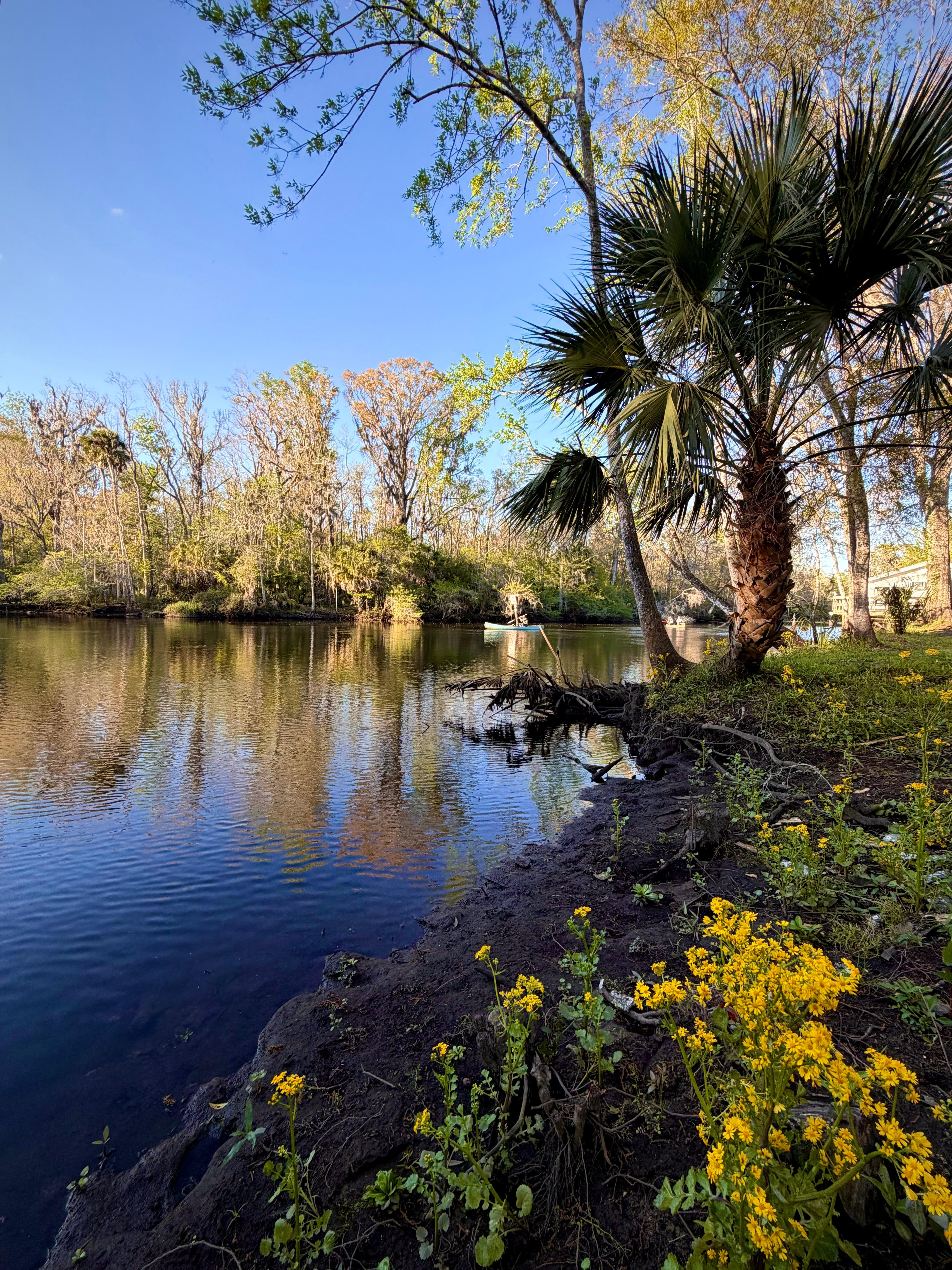 Aucilla River serenity 😎