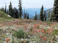 Maple Pass