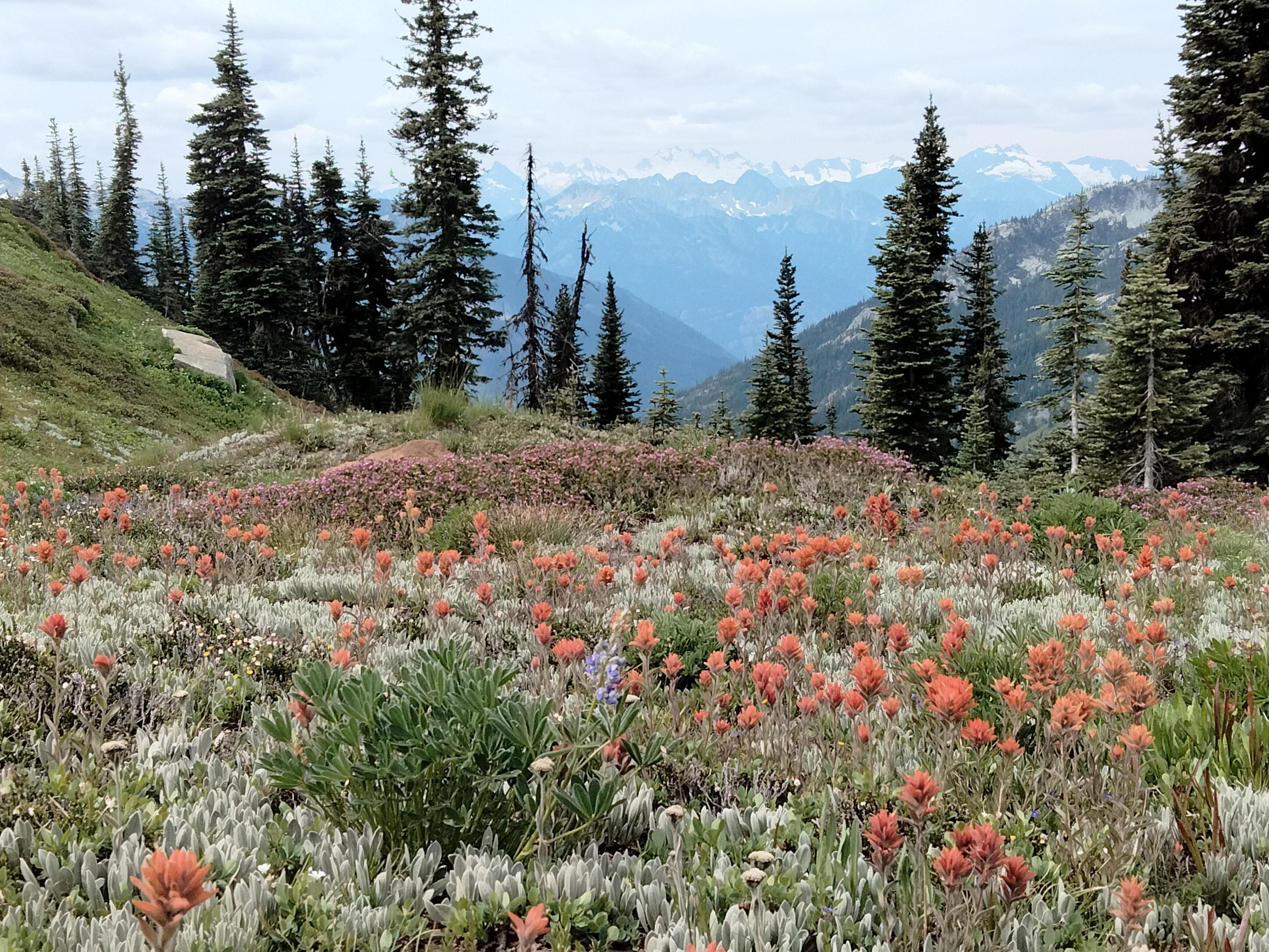 Maple Pass