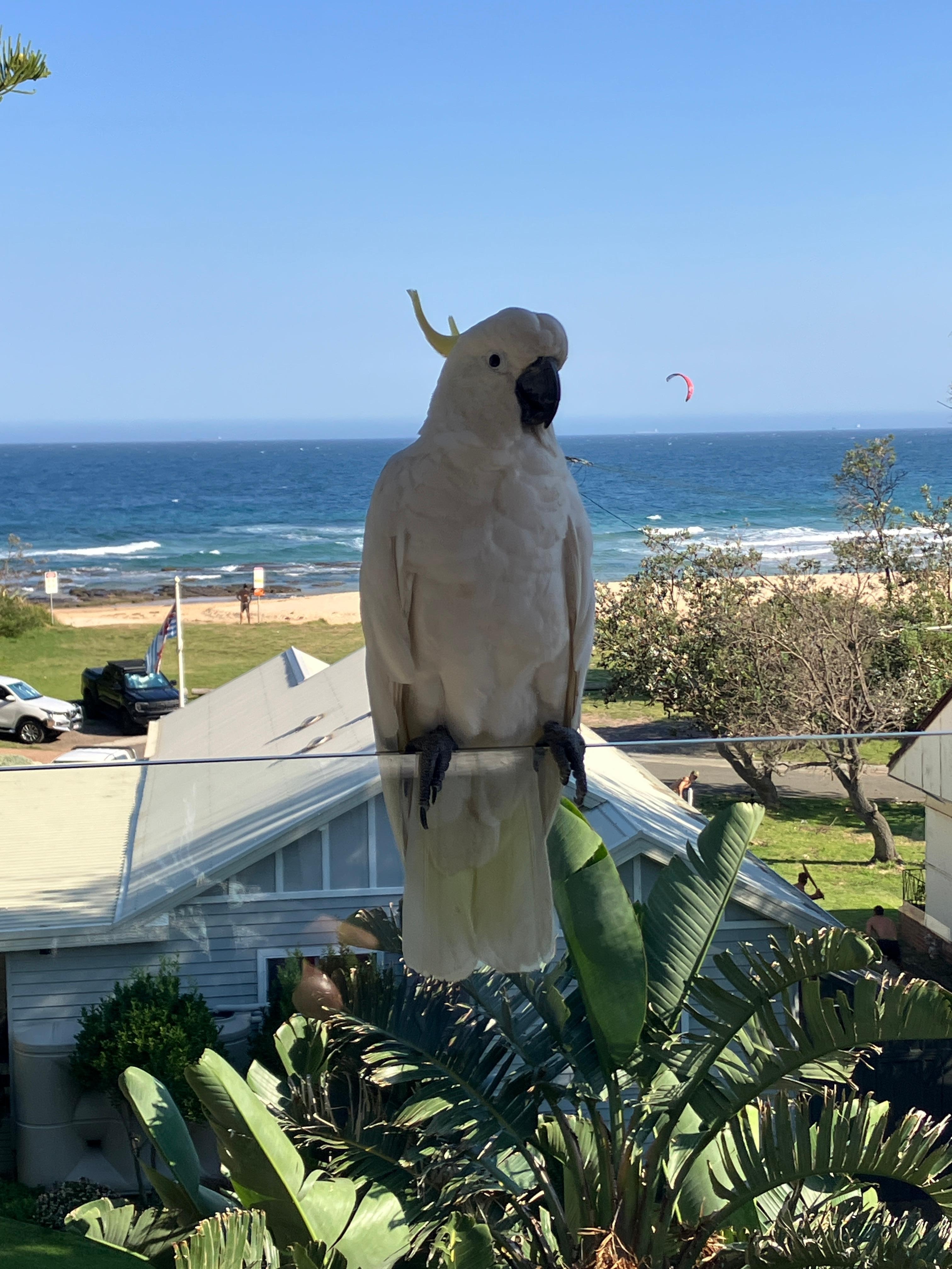 A visit from cockatoo provides amusement,