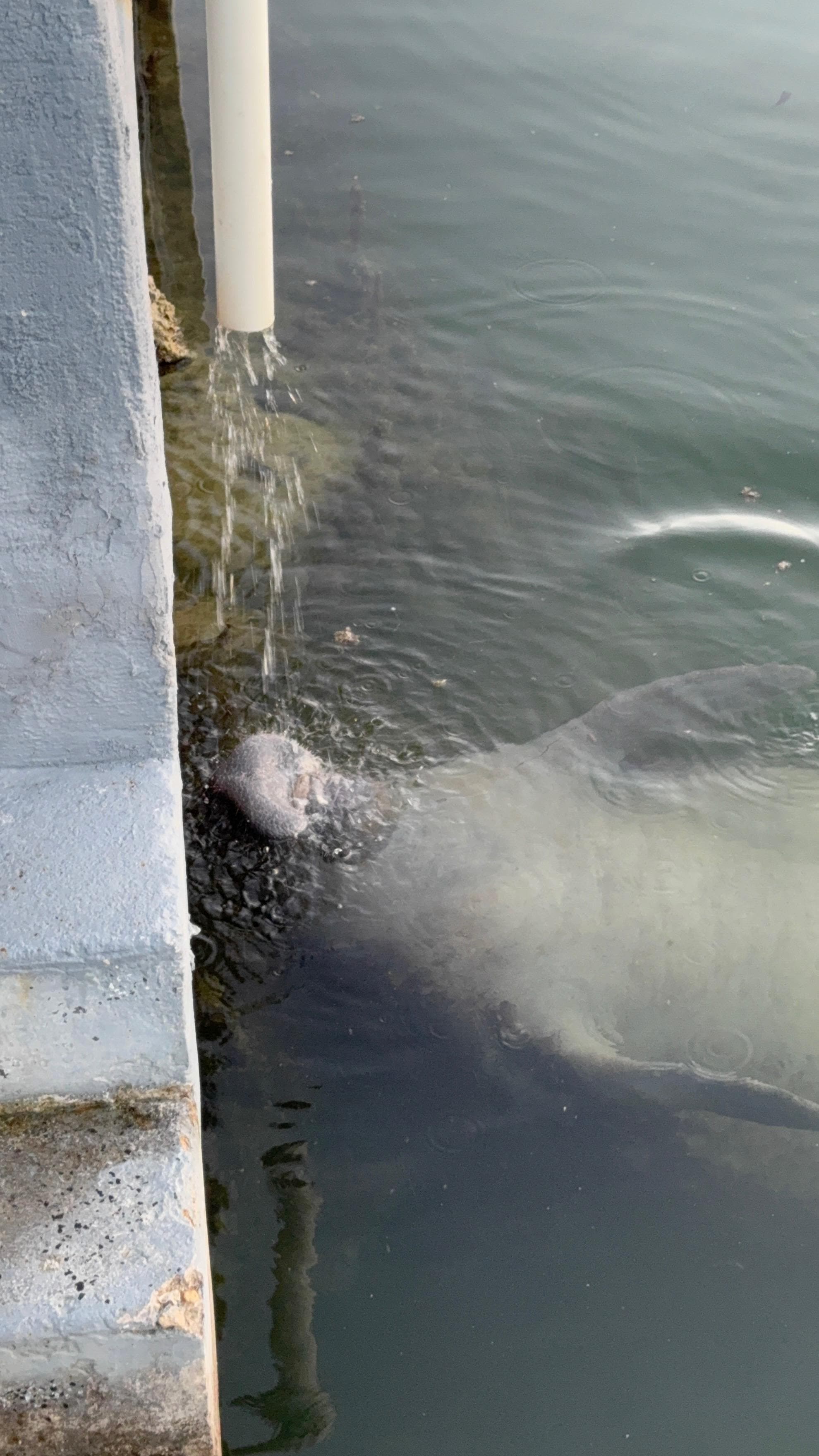 Manatee enjoying the water from the cleaning table 