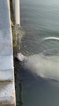 Manatee enjoying the water from the cleaning table