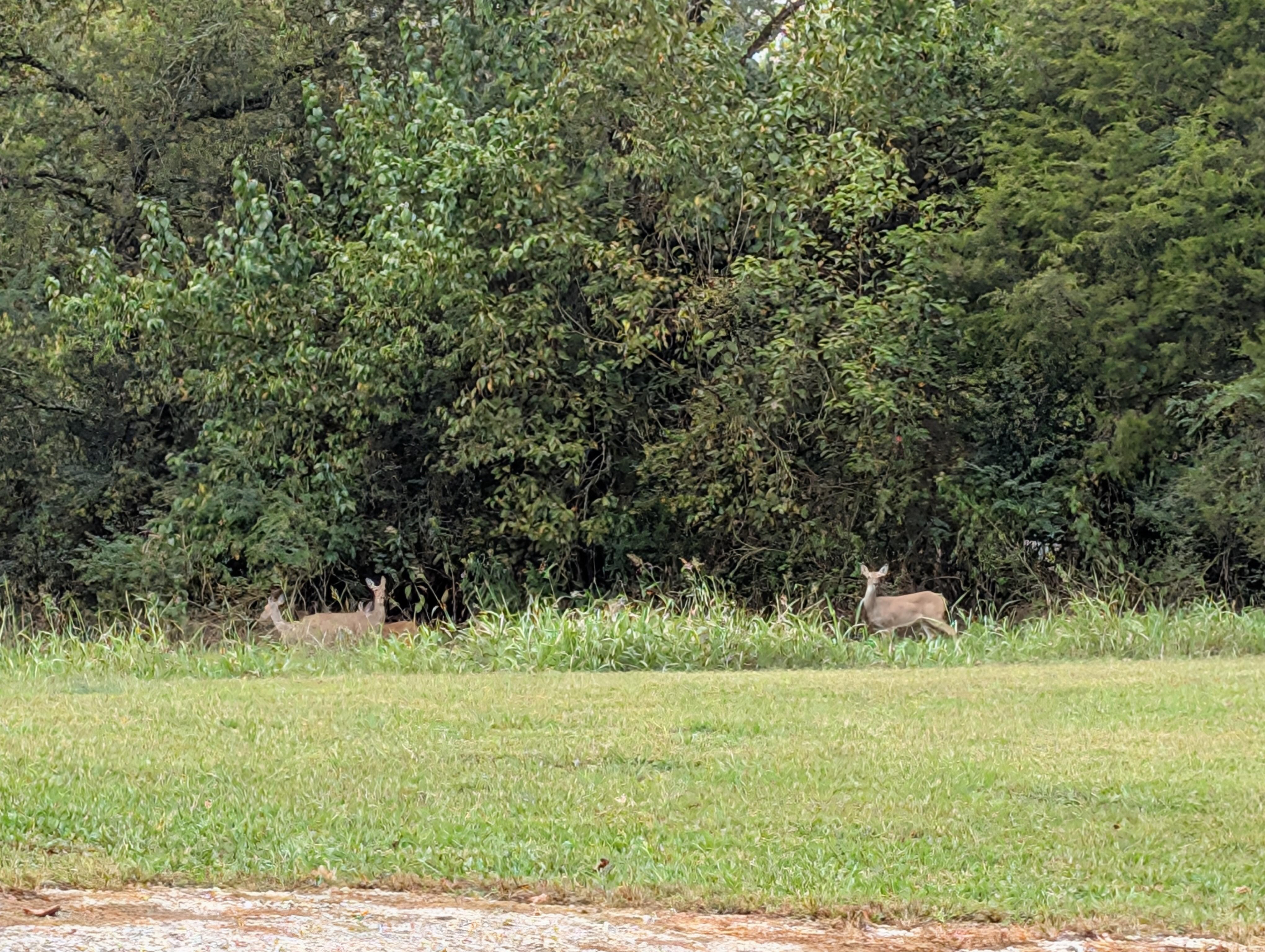 Deer foraging around the property