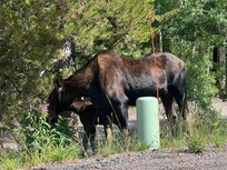 Moose in the hood.