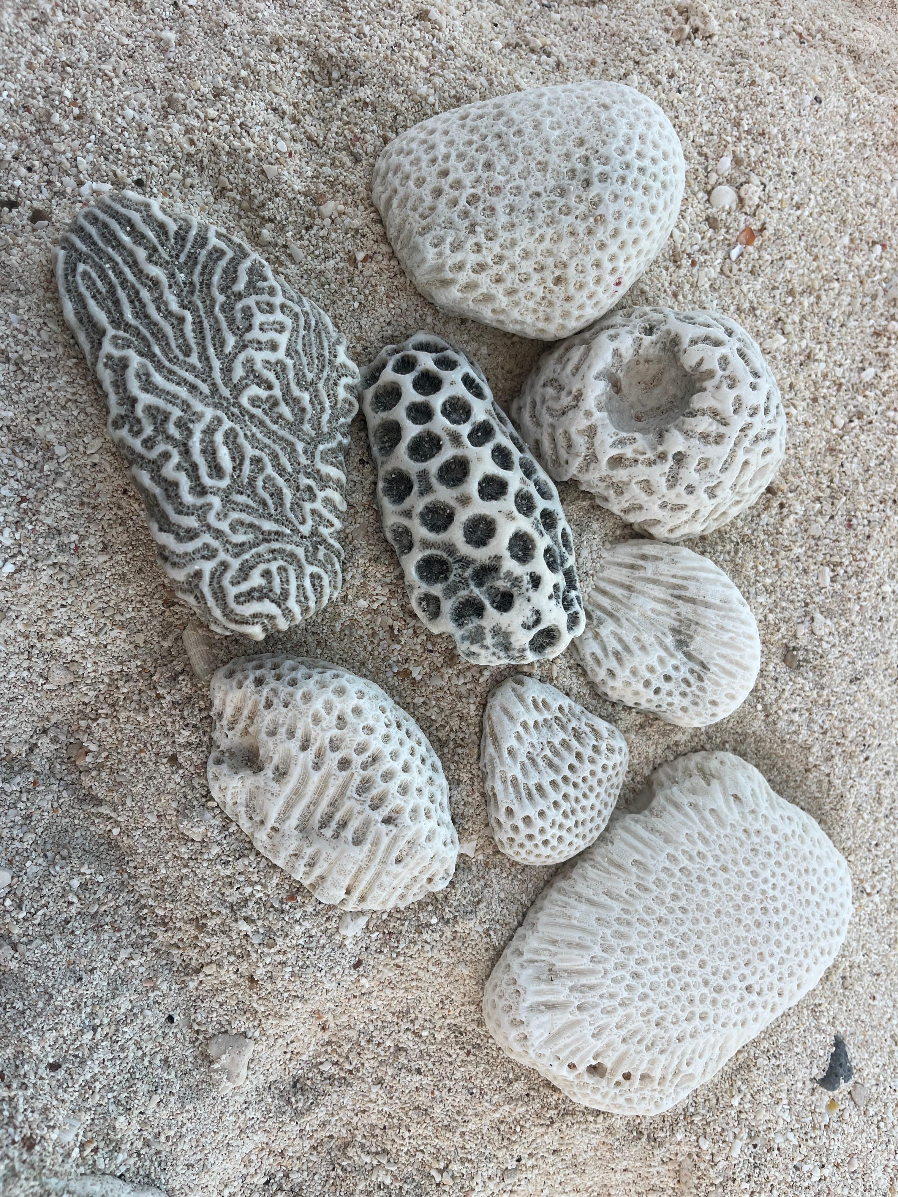 So many beautiful coral rocks washed up