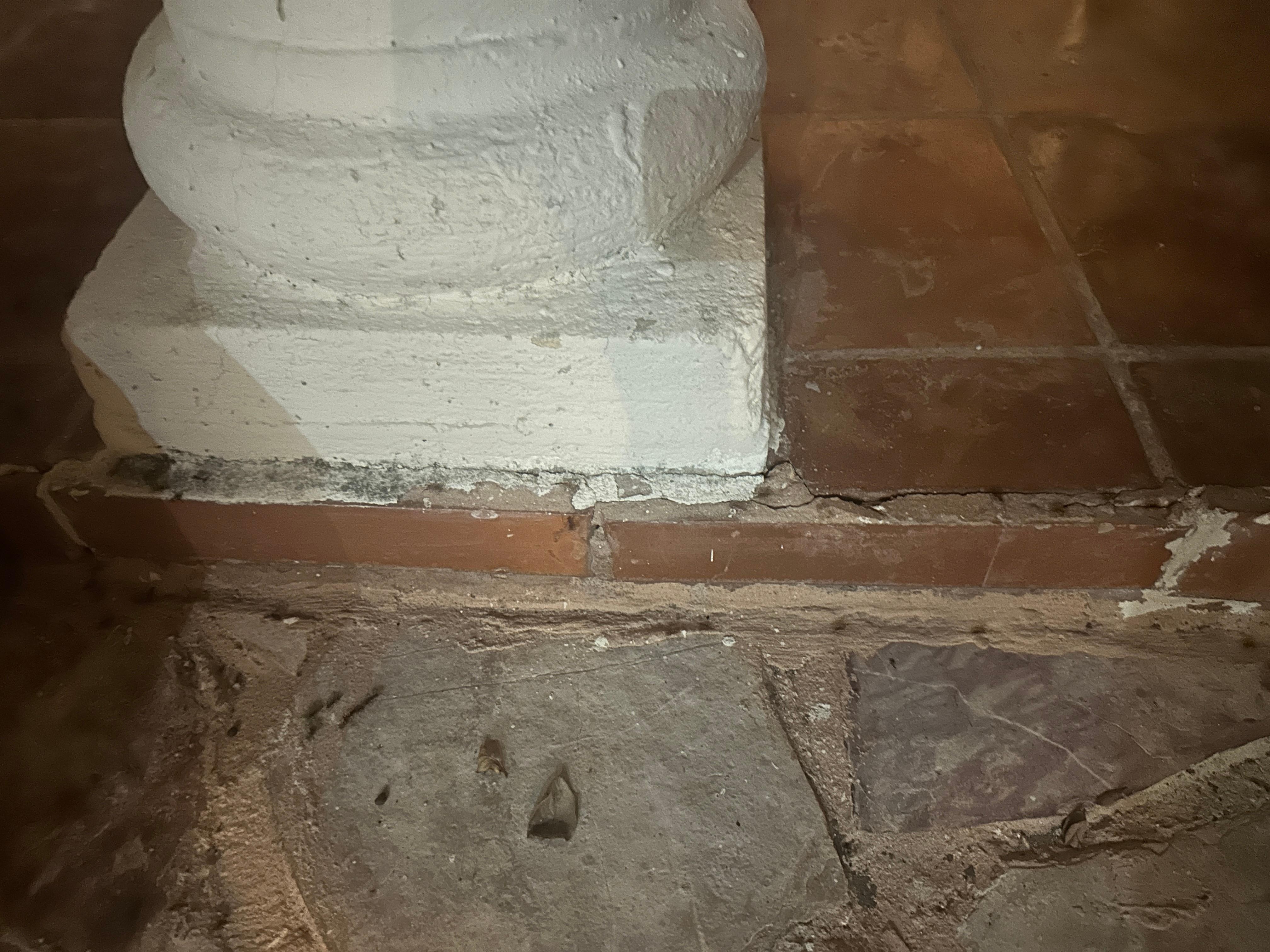 It was hard to get a picture of the hundreds of ants due to the low lighting.