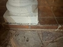 It was hard to get a picture of the hundreds of ants due to the low lighting.