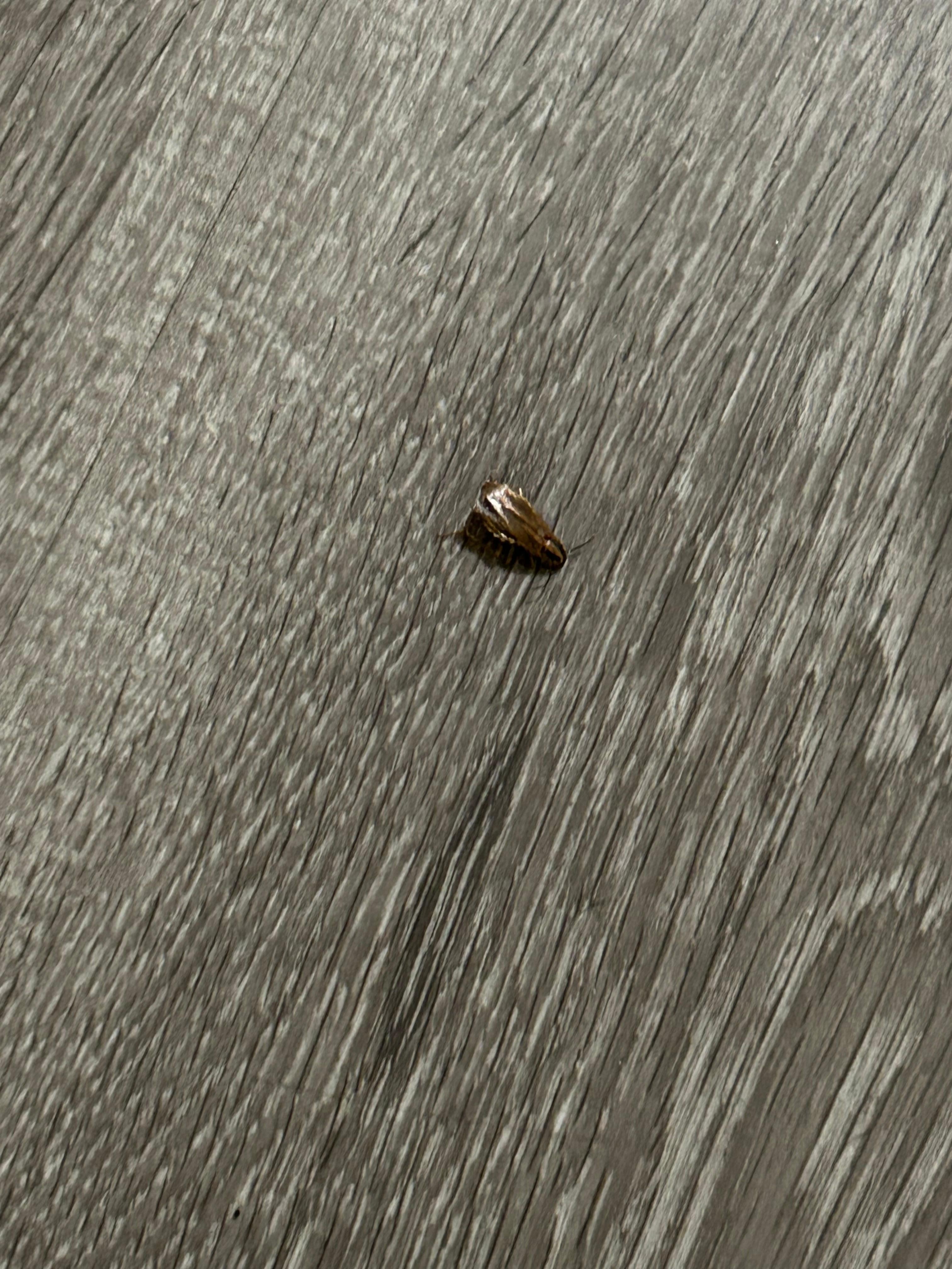 Dead roaches