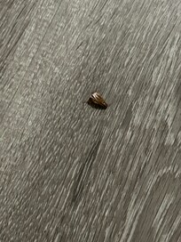 Dead roaches