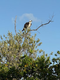 Osprey