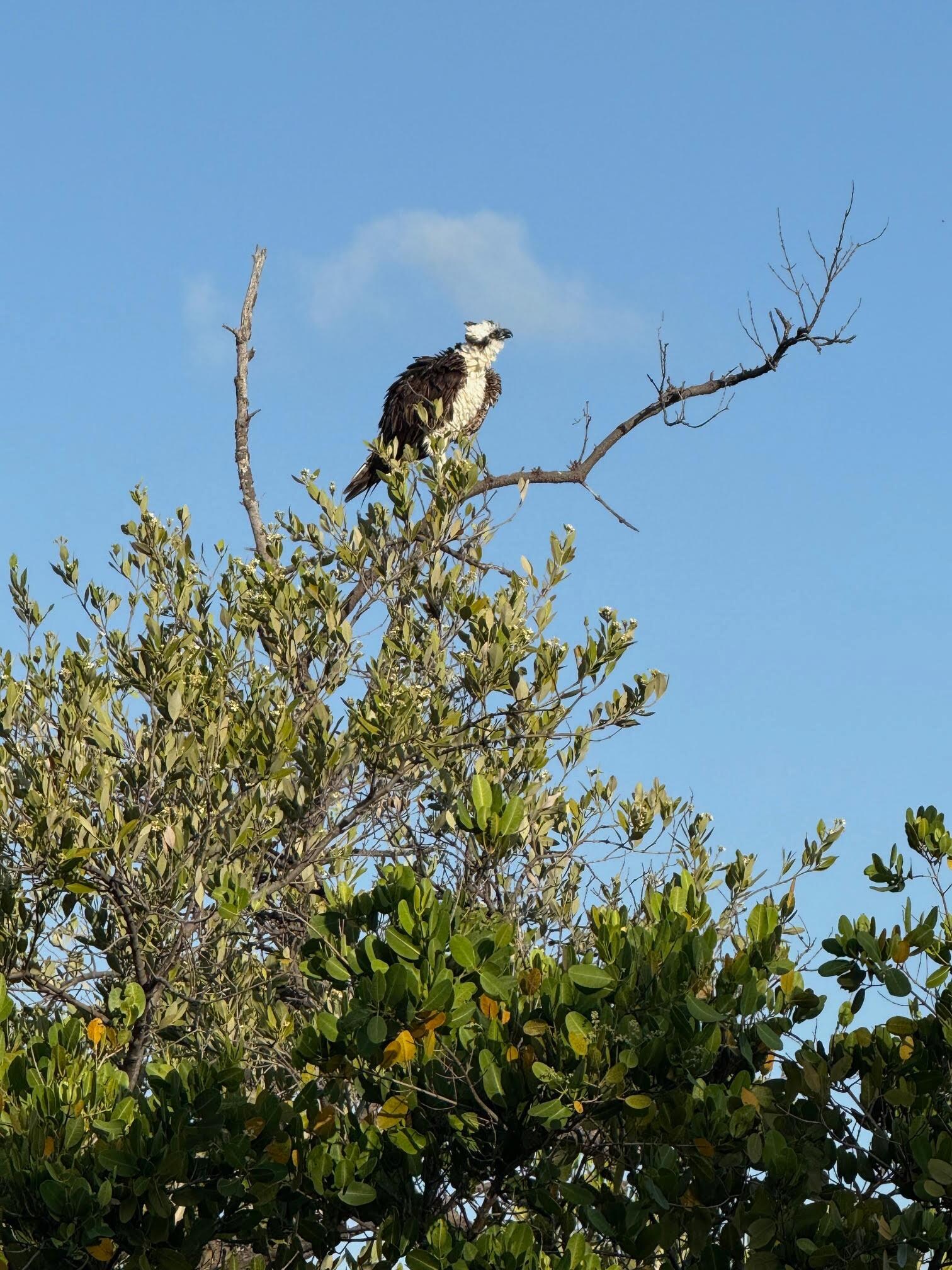Osprey