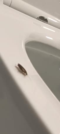 I wish I could upload the video. I had to zoom in from the video so it's a bit grainy! But this guy was running around so fast