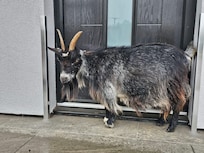 The very friendly and lovely goat.
