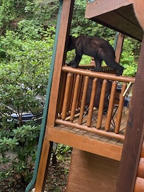 Bear on the cabin porch