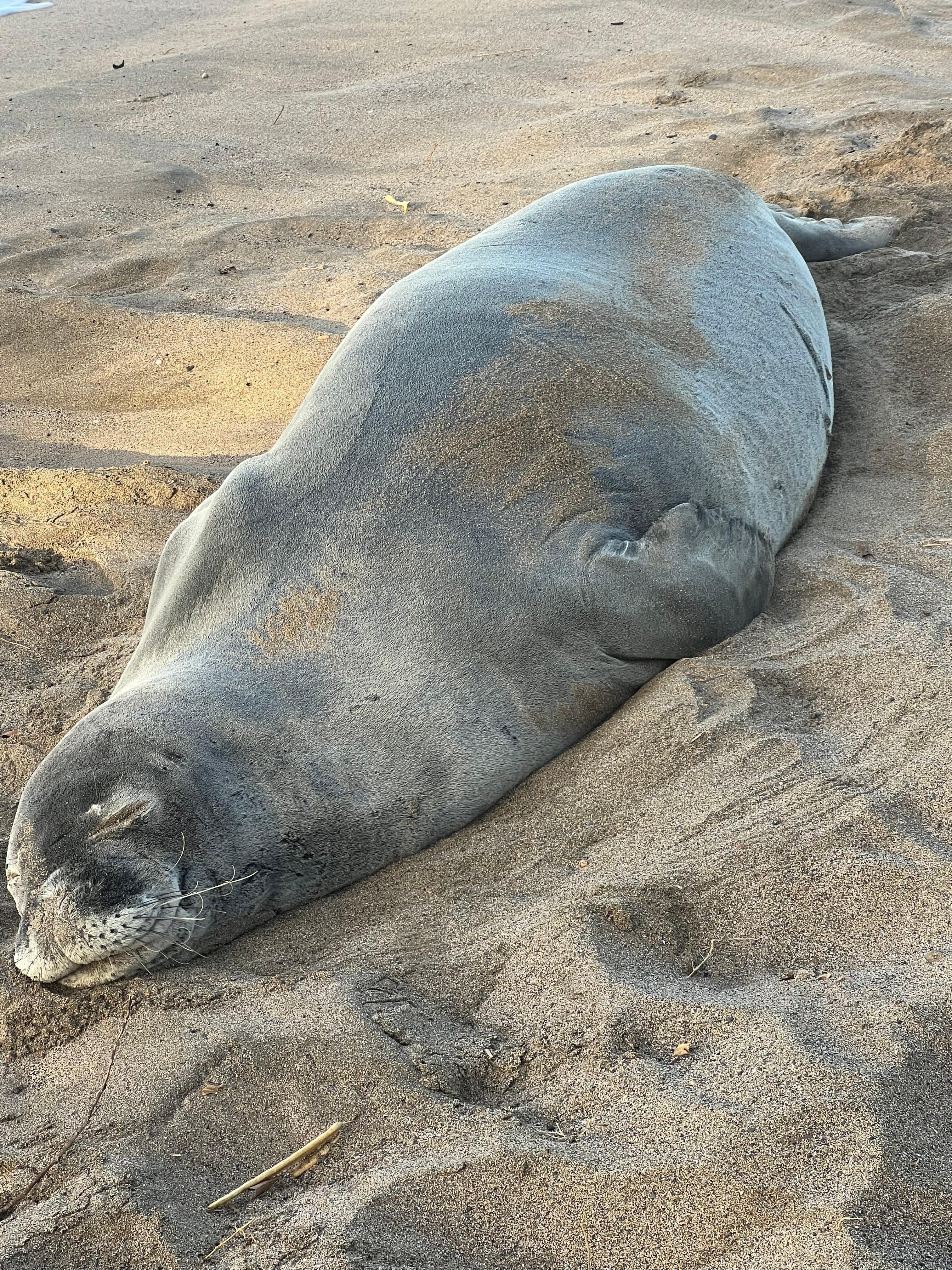Monk seal hanging out on the beach