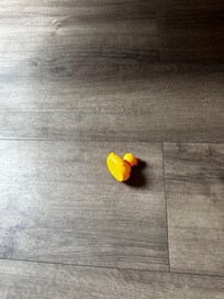 Duck from under the bed