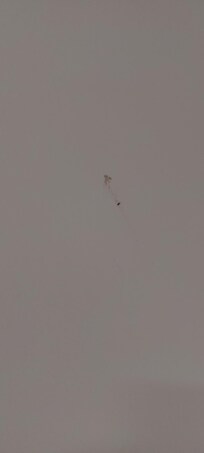 tote Insekte an der Wand