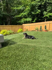 Perfect backyard on a sunny day for me and Lucy.