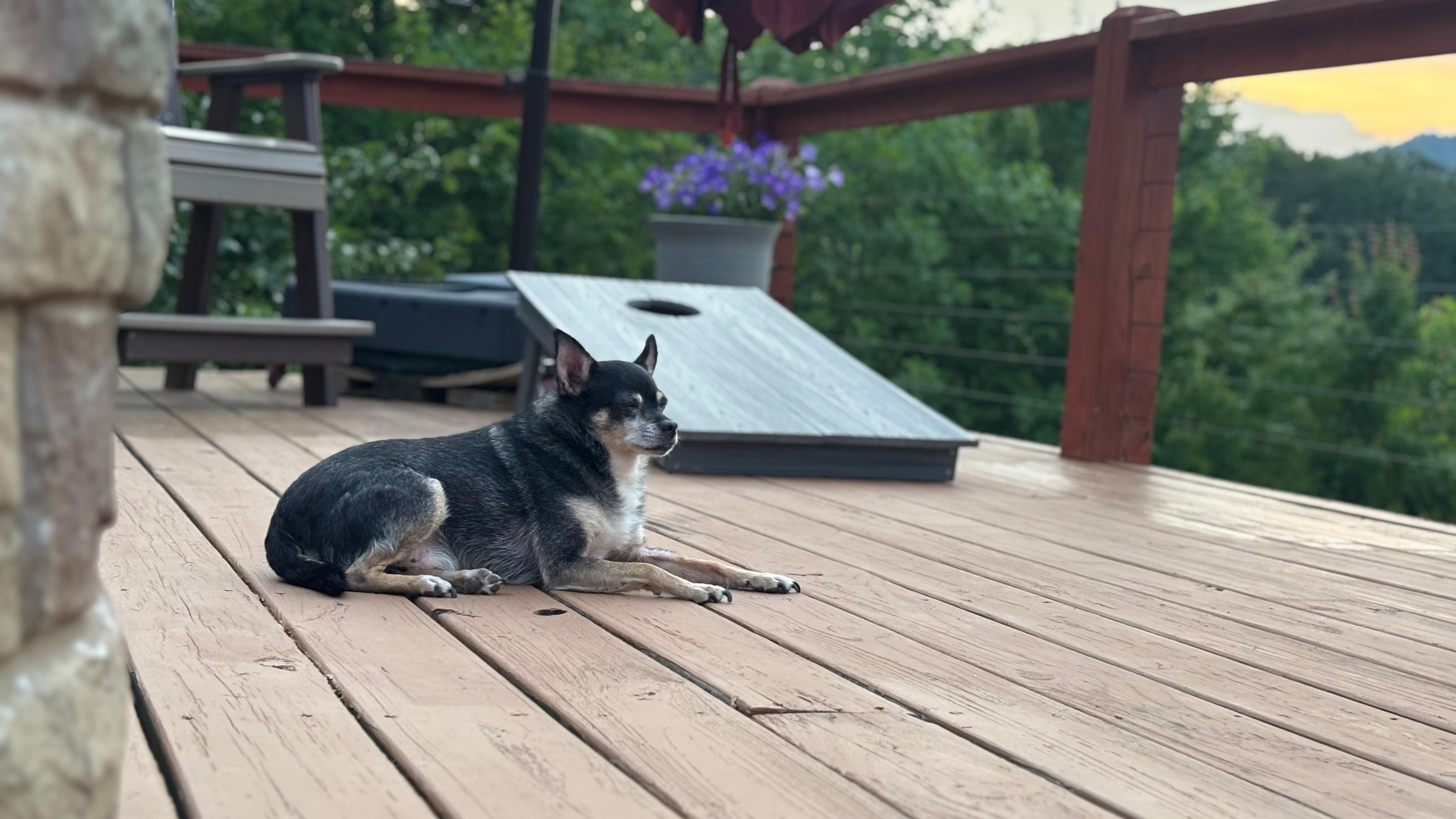 Dog enjoying the deck