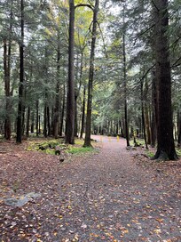 Trail to Swallow Falls