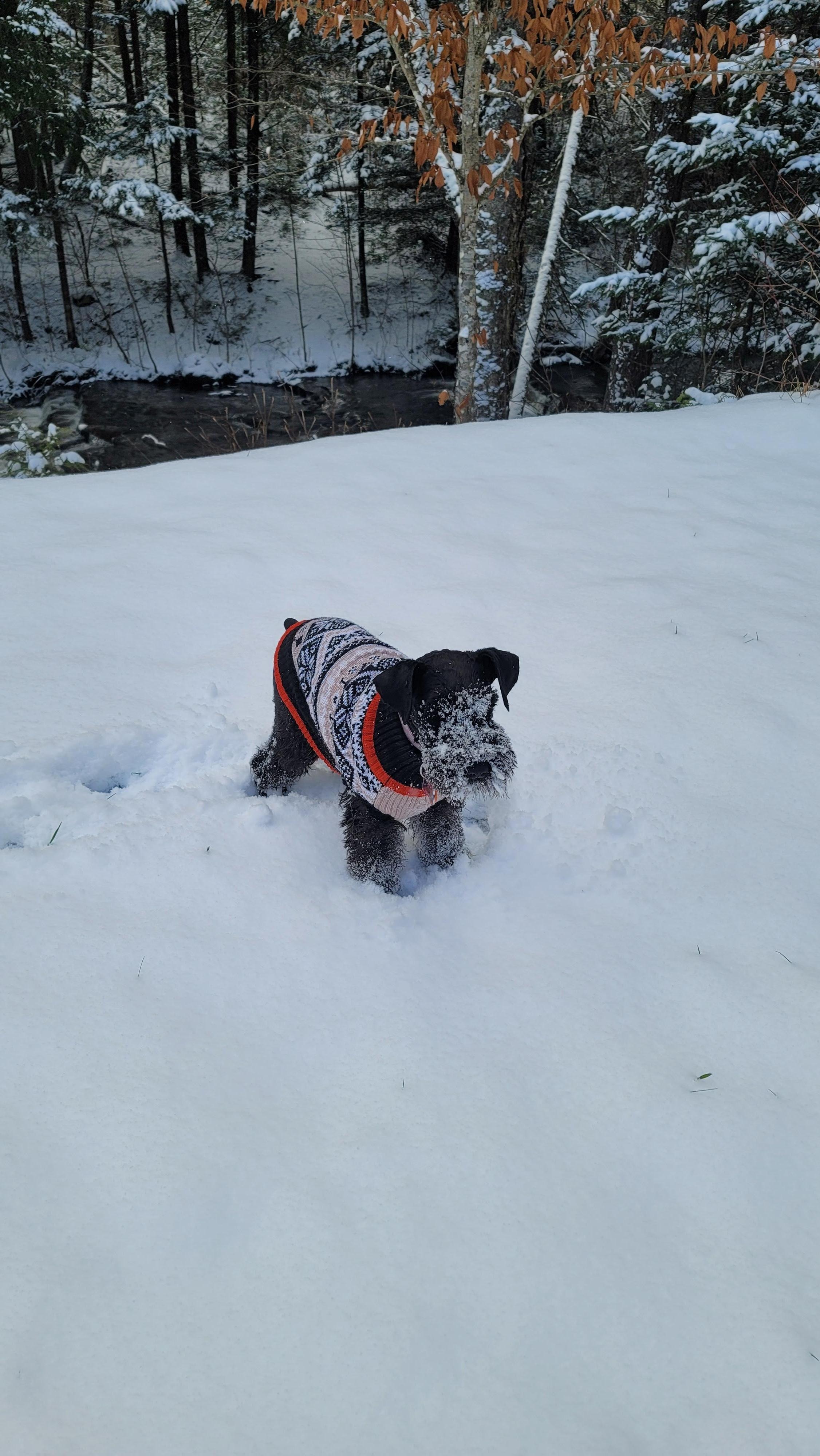 Playtime in freshly fallen snow