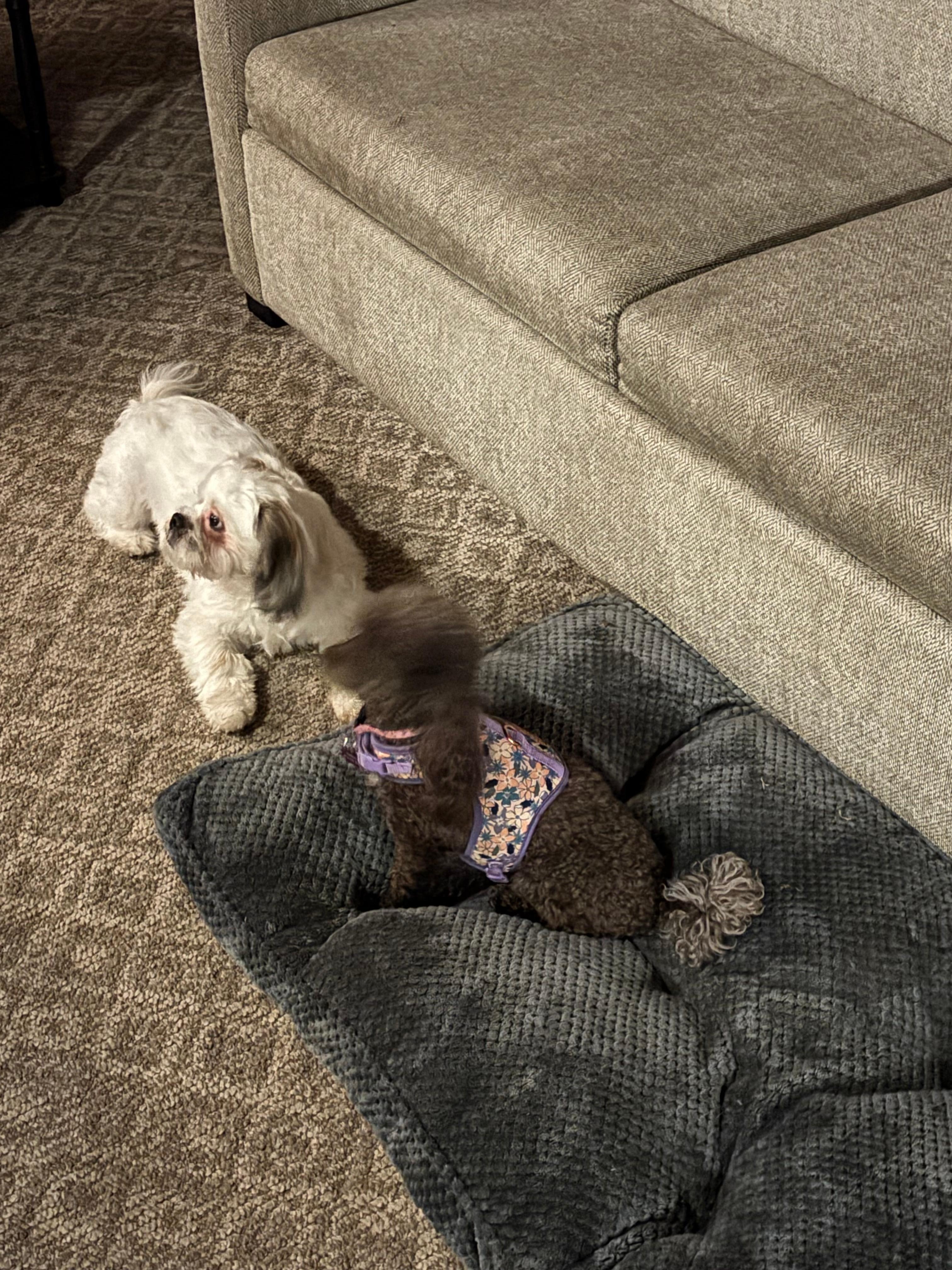 We were so happy that are pets were welcome🐶